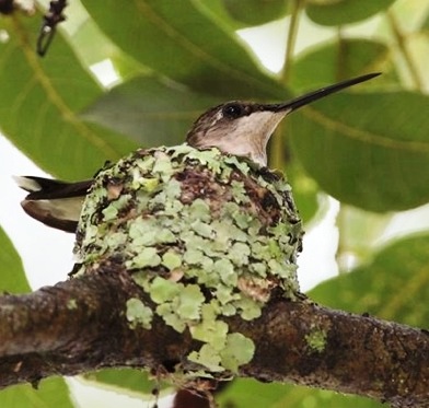 Hummingbird