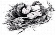 Alligators Hatching