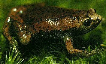 Eastern Narrowmouth Toad