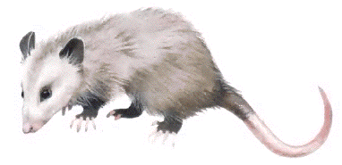 Virginia Opossum