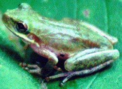 Squirrel Treefrog